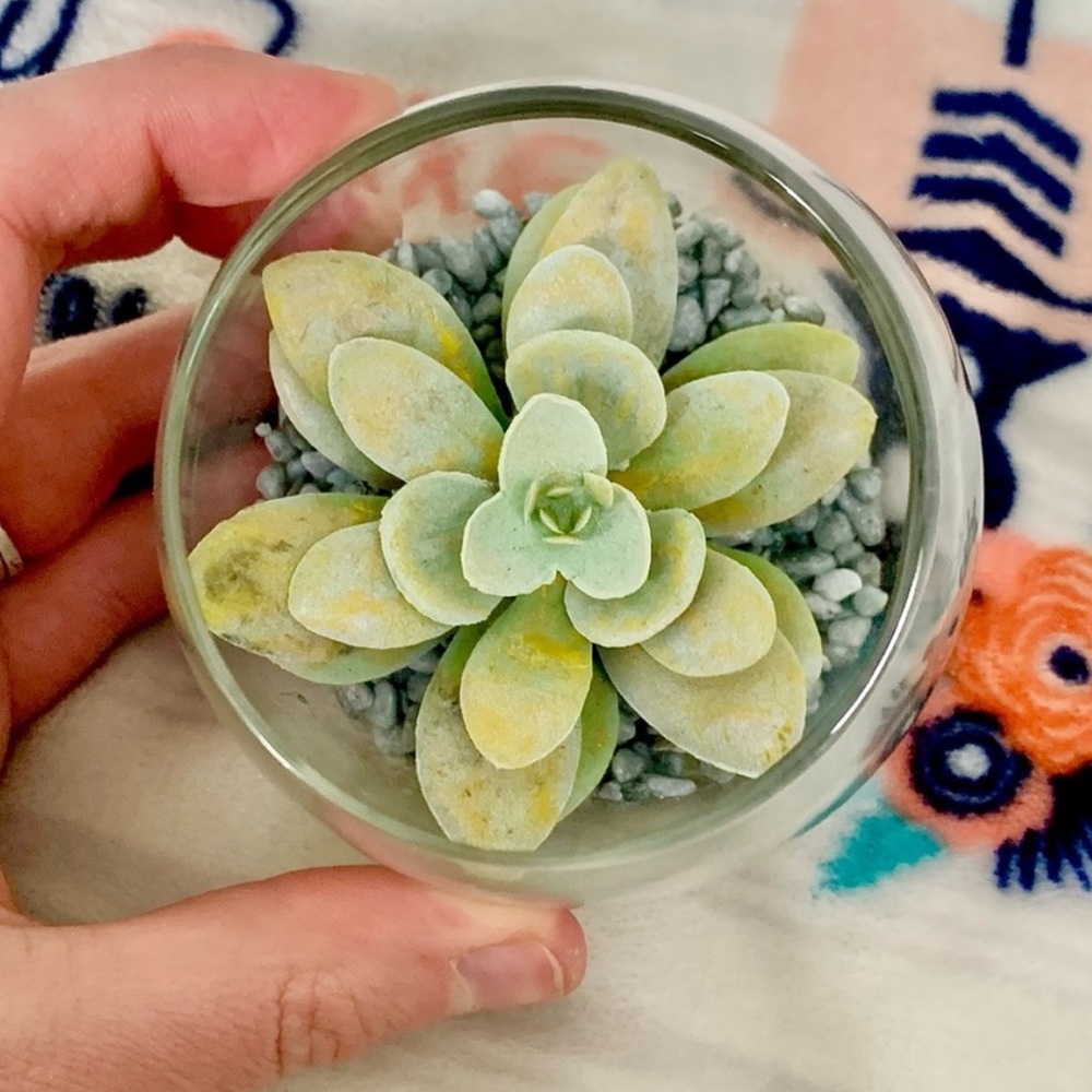 Glass Terrarium Faux Green Succulent Home Cute Mini Decor Accent Art Display - Picture 4 of 5